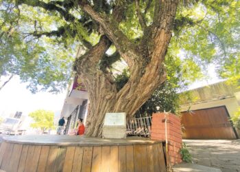 Cuidado com o verde: árvores históricas são patrimônio ambiental da cidade