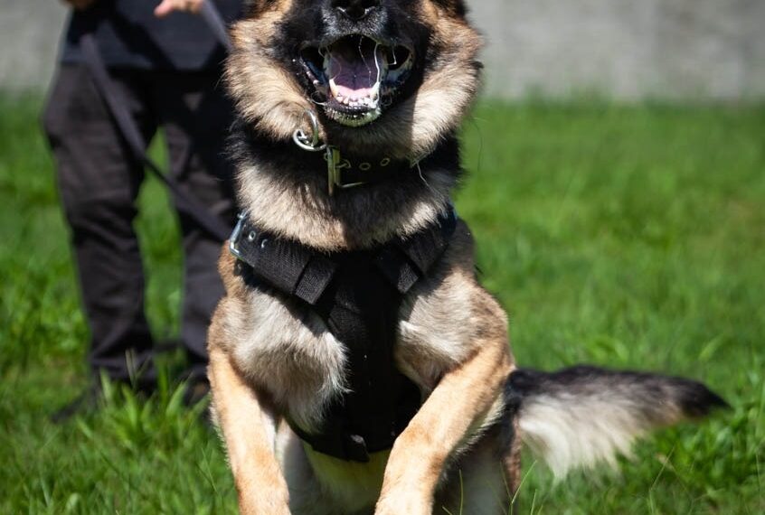 Sapiranga vai sediar segundo torneio de cães da Polícia Civil