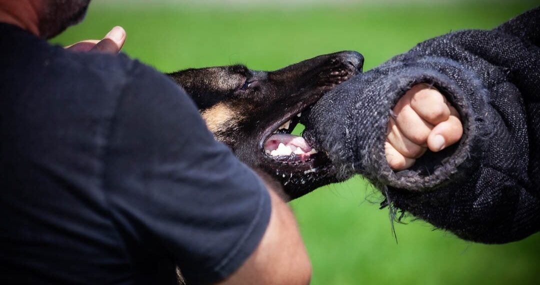 Sapiranga vai sediar segundo torneio de cães da Polícia Civil