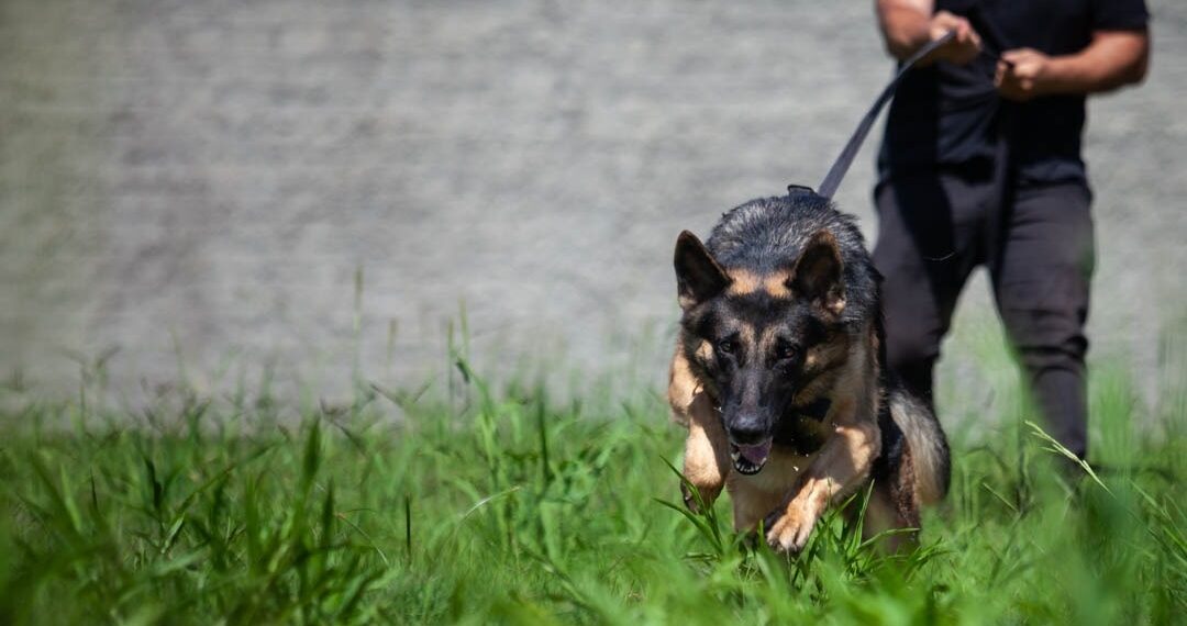 Sapiranga vai sediar segundo torneio de cães da Polícia Civil