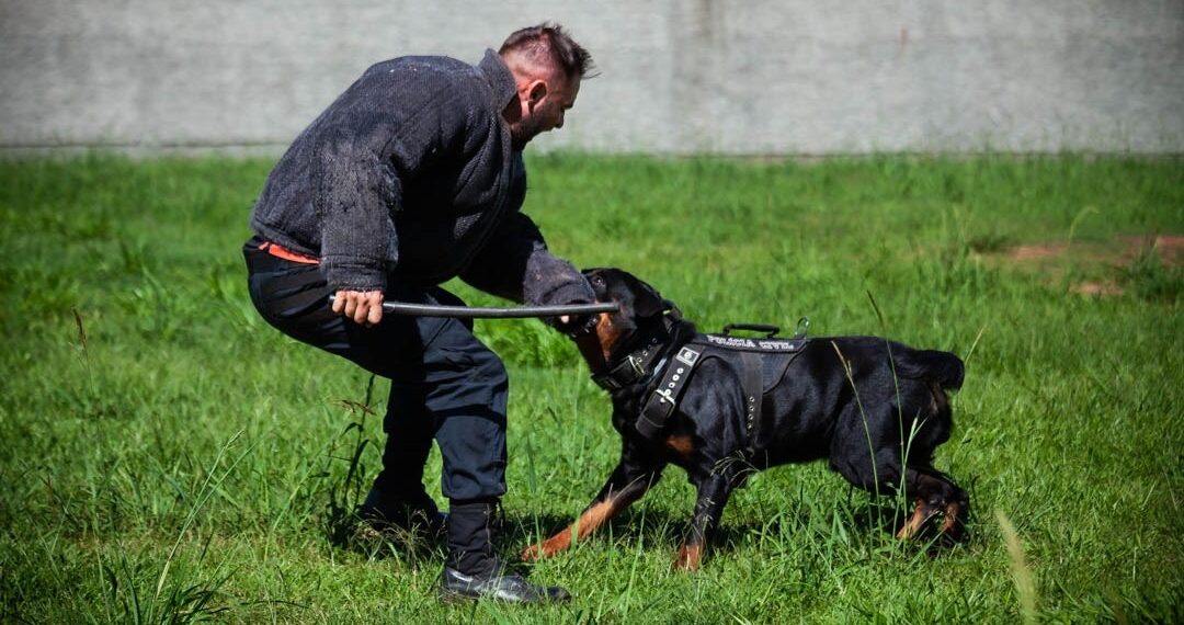 Sapiranga vai sediar segundo torneio de cães da Polícia Civil