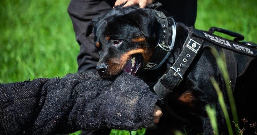 Sapiranga vai sediar segundo torneio de cães da Polícia Civil