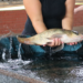 15ª Feira do Peixe de Sapiranga ocorre nos dias 5 e 6 de abril