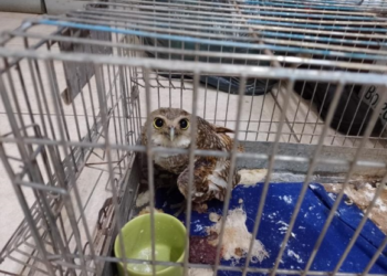 Semape de Sapiranga resgata corujas feridas