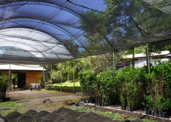 Horto Municipal de Campo Bom possui nova estufa