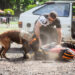 Torneio de Cães integra forças de segurança em parque de Sapiranga