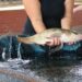 Feira do Peixe de Sapiranga será nesta quarta e quinta-feira