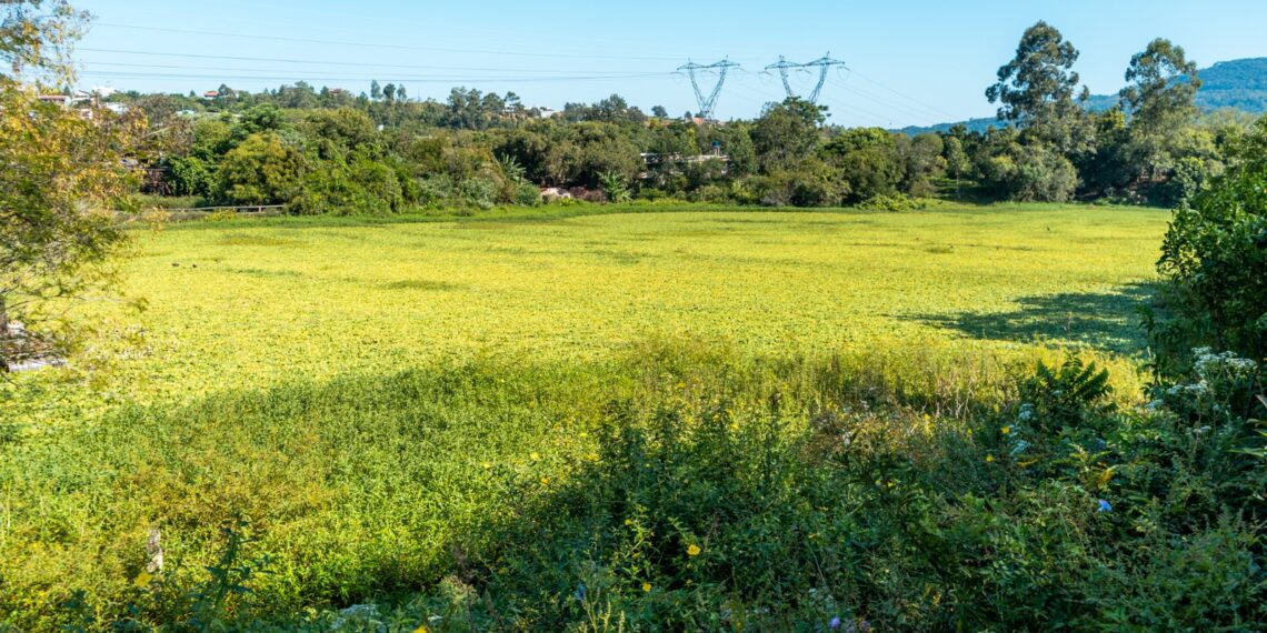 Em Campo Bom, limpeza de barragem no bairro Aurora é iniciada