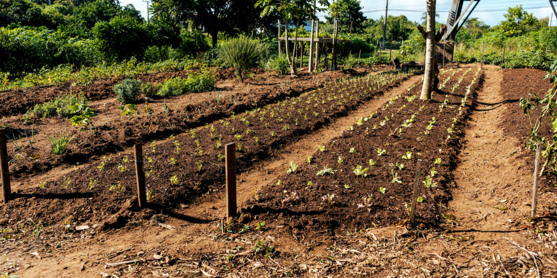 Horta Comunitária em Campo Bom gera toneladas de aipim para comunidade