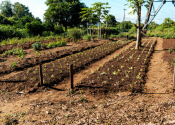 Horta Comunitária em Campo Bom gera toneladas de aipim para comunidade