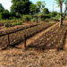 Horta Comunitária em Campo Bom gera toneladas de aipim para comunidade