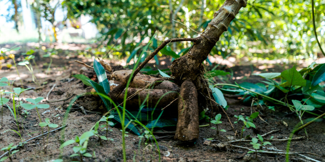 Horta Comunitária em Campo Bom gera toneladas de aipim para comunidade