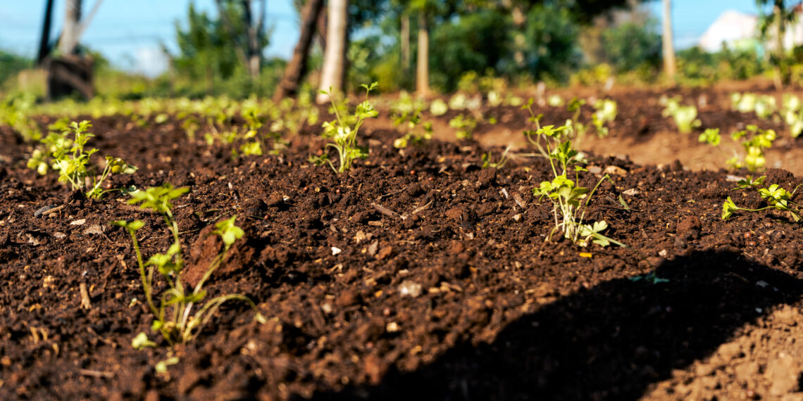 Horta Comunitária em Campo Bom gera toneladas de aipim para comunidade