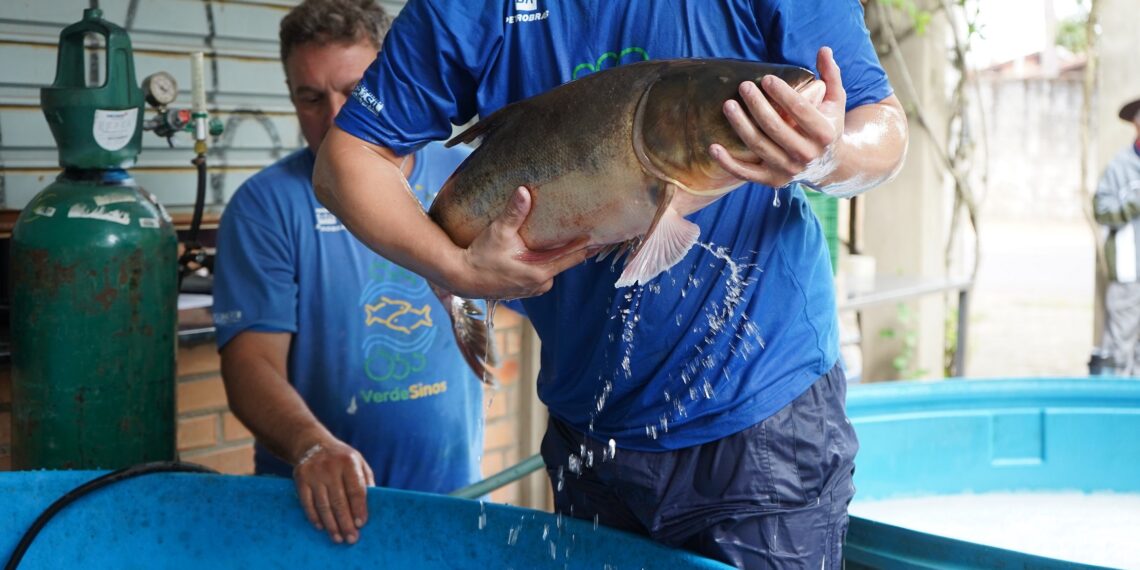 2,5 mil quilos de peixes foram vendidos na Feira do Peixe Vivo de Campo Bom