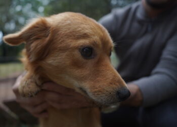 Cempra de Campo Bom promove feira de adoção de animais na Praça João Blos