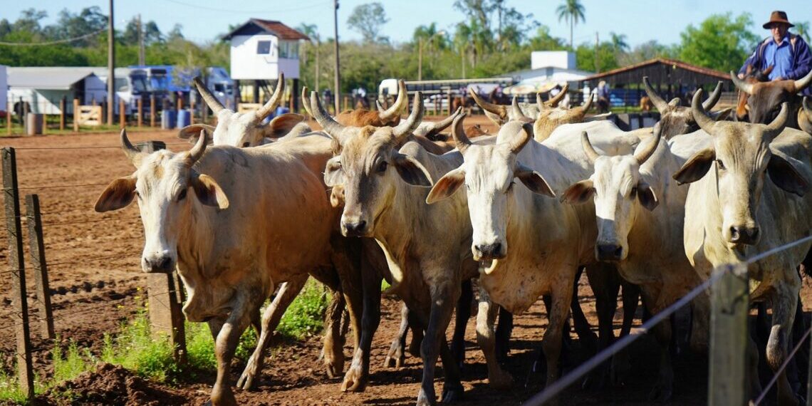 Caso de raiva bovina é registrado em Campo Bom