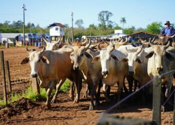 Caso de raiva bovina é registrado em Campo Bom
