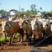 Caso de raiva bovina é registrado em Campo Bom
