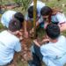 Frutas em espaços públicos da cidade: Pomares Urbanos é novidade em Campo Bom