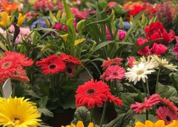 Strack Mudas de Hortaliças e Floricultura é referência na região