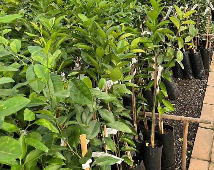 Strack Mudas de Hortaliças e Floricultura é referência na região