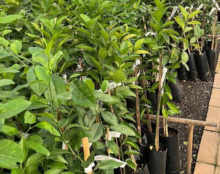 Strack Mudas de Hortaliças e Floricultura é referência na região