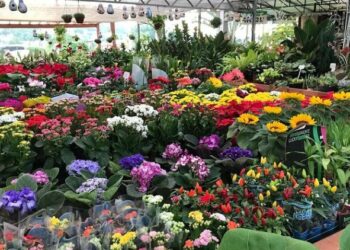 Strack Mudas de Hortaliças e Floricultura é referência na região