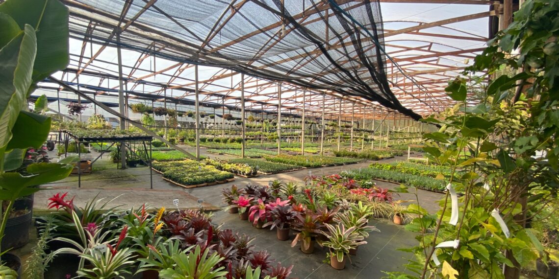 Viveiro Casa Verde; qualidade e variedade de plantas em Campo Bom