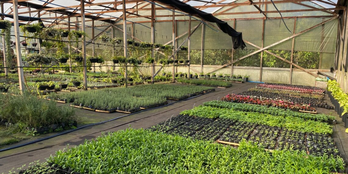 Viveiro Casa Verde; qualidade e variedade de plantas em Campo Bom