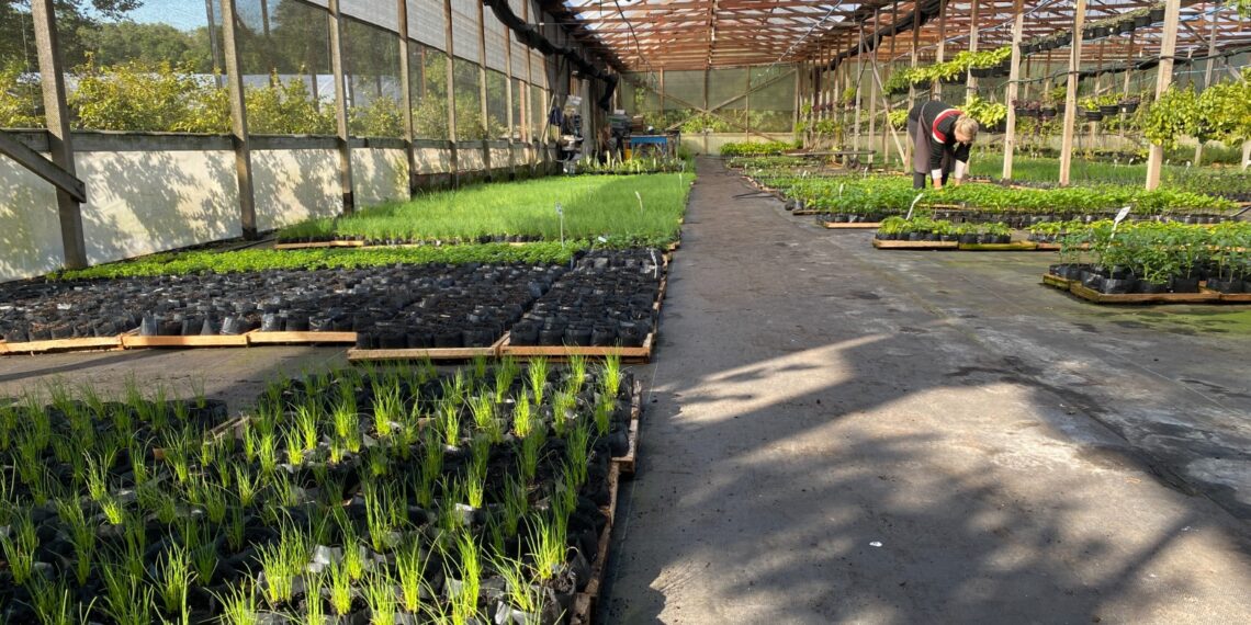Viveiro Casa Verde; qualidade e variedade de plantas em Campo Bom