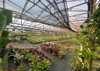 Viveiro Casa Verde; qualidade e variedade de plantas em Campo Bom
