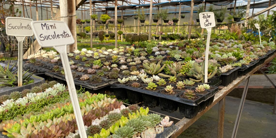 Viveiro Casa Verde; qualidade e variedade de plantas em Campo Bom