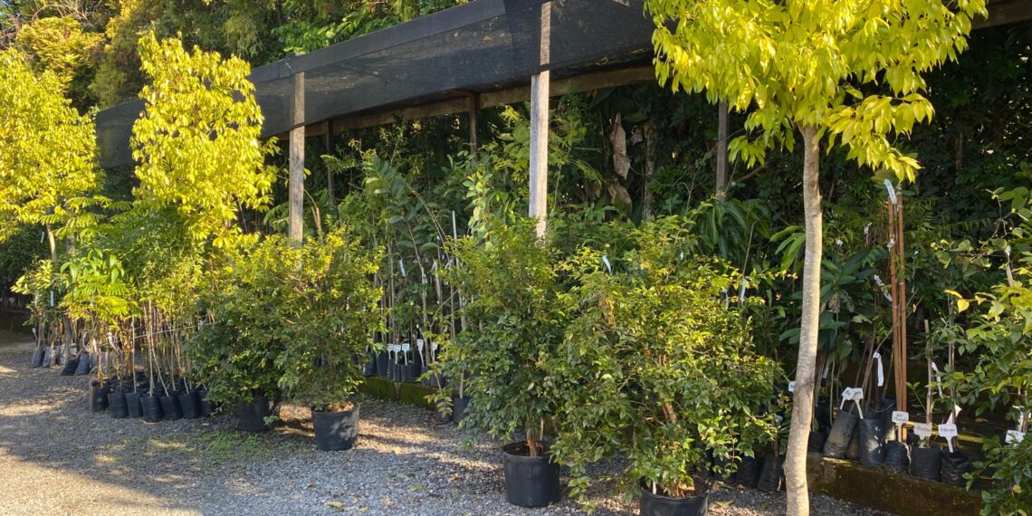 Viveiro Casa Verde; qualidade e variedade de plantas em Campo Bom