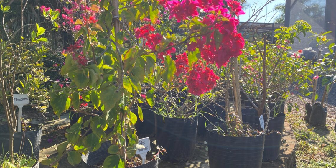 Viveiro Casa Verde; qualidade e variedade de plantas em Campo Bom