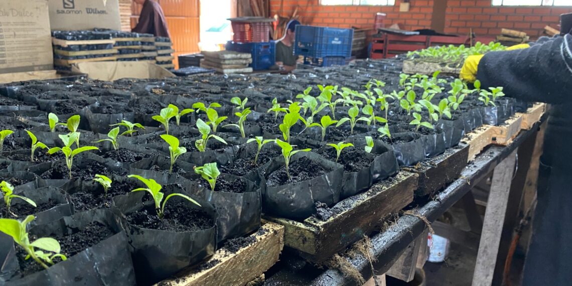 Viveiro Casa Verde; qualidade e variedade de plantas em Campo Bom