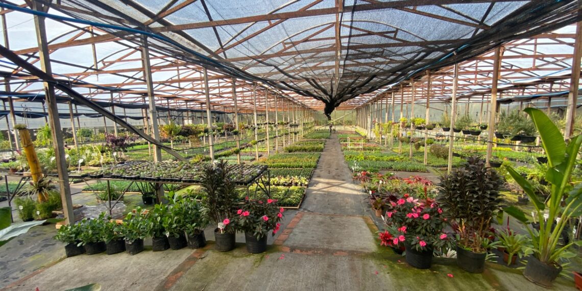 Viveiro Casa Verde; qualidade e variedade de plantas em Campo Bom