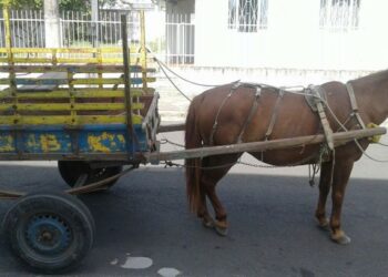 Atualização cadastral para condutores de carroças está disponível no CRAS de Campo Bom