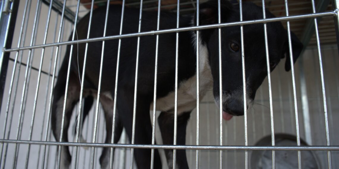 2ª Campanha do Agasalho Pet começa nesta quinta-feira na Praça João Blos de Campo Bom