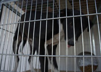 2ª Campanha do Agasalho Pet começa nesta quinta-feira na Praça João Blos de Campo Bom
