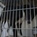 2ª Campanha do Agasalho Pet começa nesta quinta-feira na Praça João Blos de Campo Bom