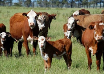 Secretaria da Agricultura de Sapiranga esclarece sobre a raiva bovina