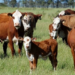 Secretaria da Agricultura de Sapiranga esclarece sobre a raiva bovina