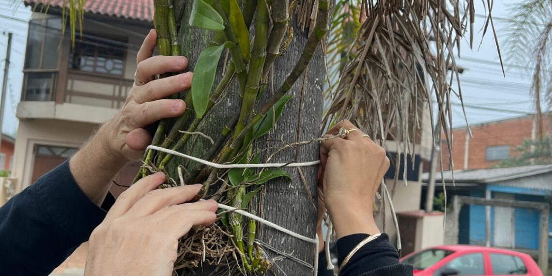 Orquídea Amor e Valor movimenta voluntários na manhã de sábado em Campo Bom