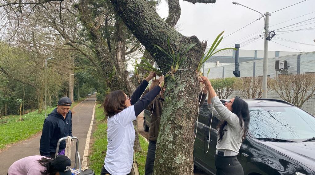 Orquídea Amor e Valor movimenta voluntários na manhã de sábado em Campo Bom