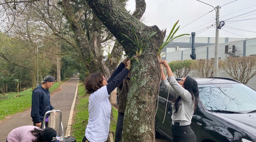 Orquídea Amor e Valor movimenta voluntários na manhã de sábado em Campo Bom