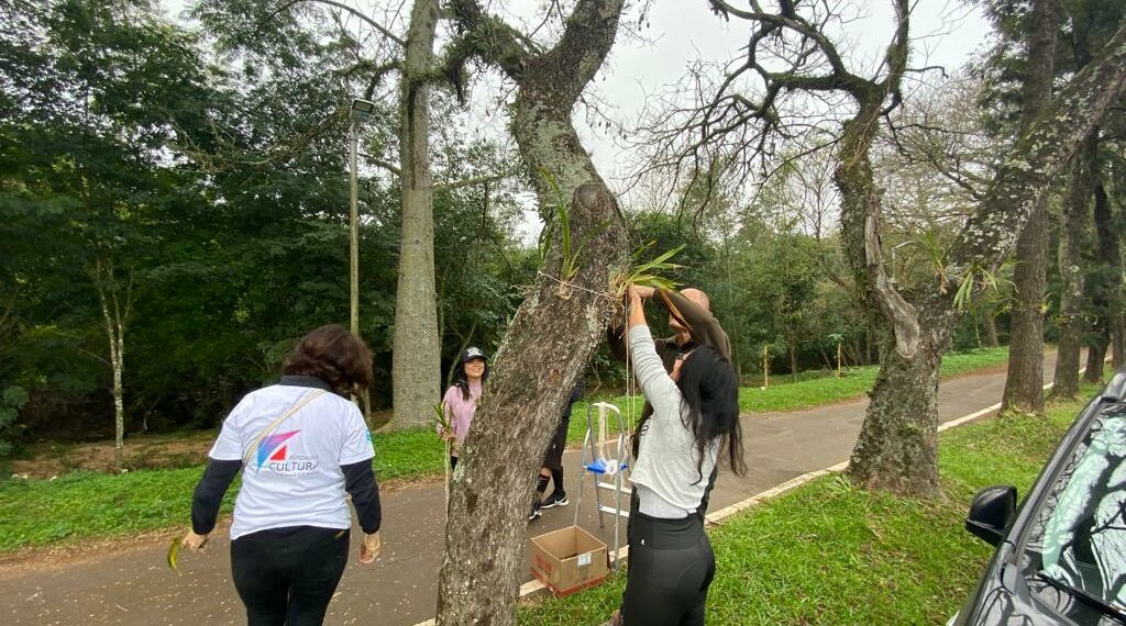 Orquídea Amor e Valor movimenta voluntários na manhã de sábado em Campo Bom