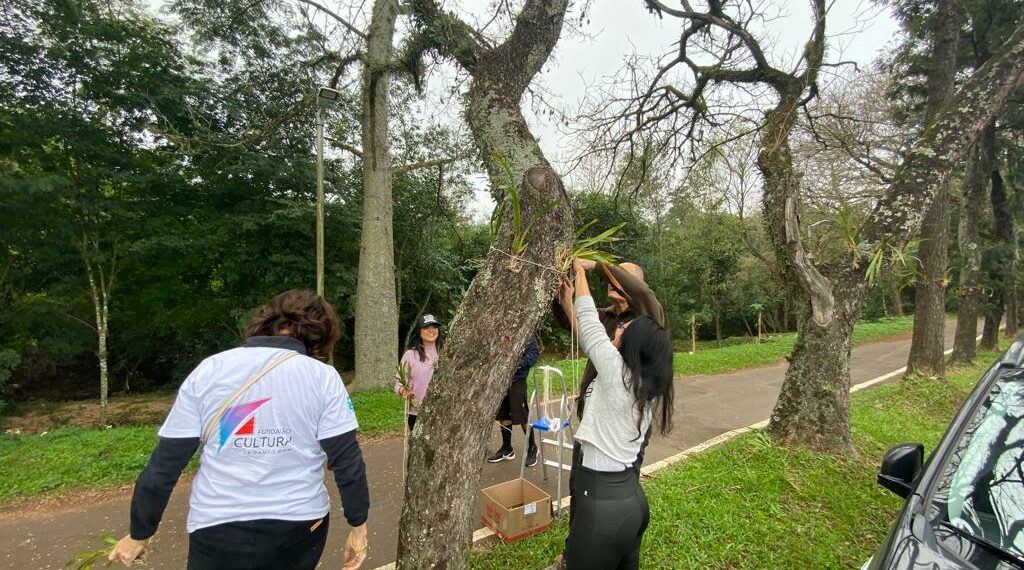 Orquídea Amor e Valor movimenta voluntários na manhã de sábado em Campo Bom
