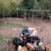 Amor pelos animais: venda de Pizza Solidária busca ajudar animais resgatados