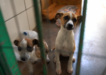 Sapiranga realiza ações voltadas à proteção animal