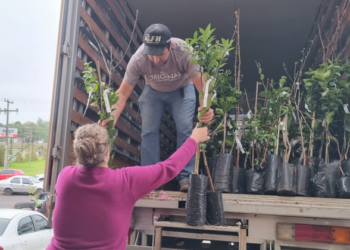 Produtores rurais de Sapiranga recebem mudas de plantas frutíferas